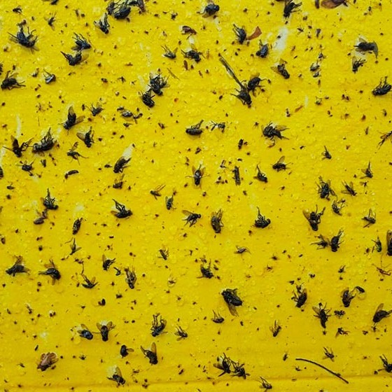 ENTOGLUE LATA MISTIPLAS
